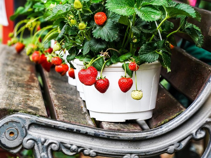 Pohon Buah Perdu yang Cocok untuk Hiasan dan Hasil Tanam di Rumah