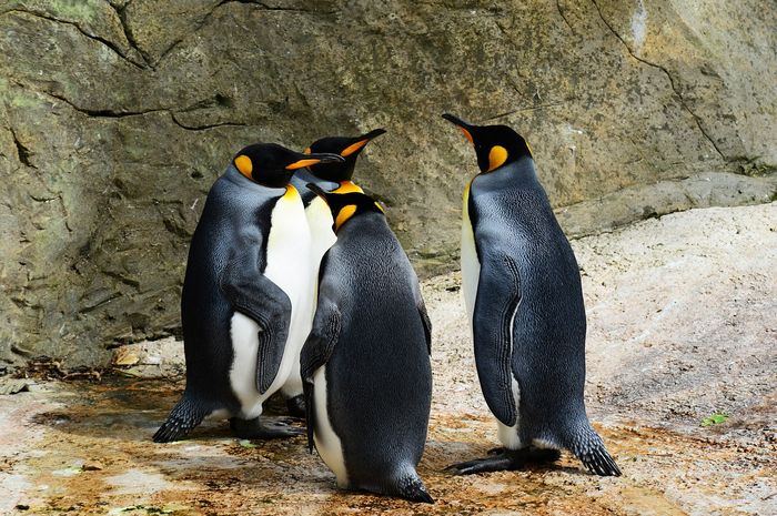 Cara Penguin Bertahan Hidup di Suhu Ekstrem
